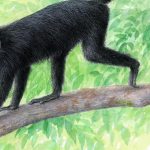 Nowy gatunek małpy Colobus congoensis odkryto w DR Konga. Sprawdź, jak wygląda likweli, gdzie żyje, czym różni się od innych gerez i dlaczego wymaga ścisłej ochrony w Parku Narodowym Lomami już dziś