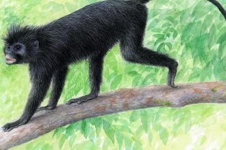 Nowy gatunek małpy Colobus congoensis odkryto w DR Konga. Sprawdź, jak wygląda likweli, gdzie żyje, czym różni się od innych gerez i dlaczego wymaga ścisłej ochrony w Parku Narodowym Lomami już dziś