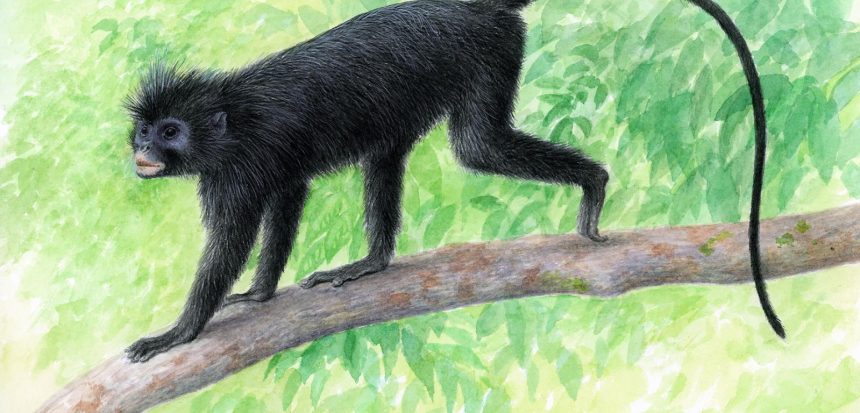Nowy gatunek małpy Colobus congoensis odkryto w DR Konga. Sprawdź, jak wygląda likweli, gdzie żyje, czym różni się od innych gerez i dlaczego wymaga ścisłej ochrony w Parku Narodowym Lomami już dziś