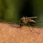 Kogo najczęściej gryzą komary i dlaczego? Wyjaśniamy rolę kwasów karboksylowych, mikrobiomu skóry, CO₂, potu, temperatury ciała, ciąży i grupy krwi.