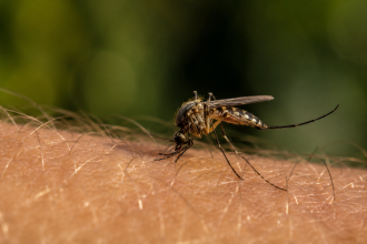 Kogo najczęściej gryzą komary i dlaczego? Wyjaśniamy rolę kwasów karboksylowych, mikrobiomu skóry, CO₂, potu, temperatury ciała, ciąży i grupy krwi.
