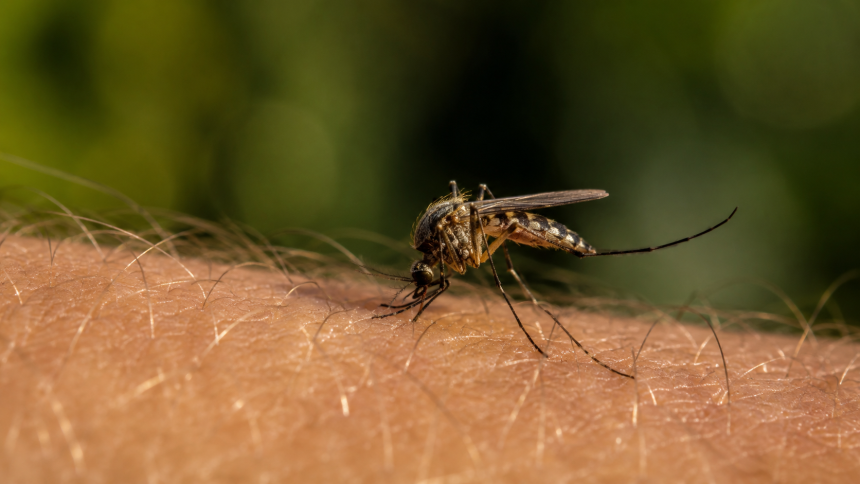 Kogo najczęściej gryzą komary i dlaczego? Wyjaśniamy rolę kwasów karboksylowych, mikrobiomu skóry, CO₂, potu, temperatury ciała, ciąży i grupy krwi.