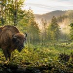 Parki narodowe w Polsce: aktualna mapa, lista 23 chronionych obszarów, powierzchnie i najciekawsze atrakcje. Sprawdź Tatry, Biebrzę, Puszczę Białowieską, wydmy, klify i szlaki.