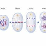 Mitoza i mejoza: poznaj etapy podziału komórki, różnice w liczbie chromosomów, funkcje obu procesów oraz czytelną tabelę porównawczą pomocną na lekcji, sprawdzianie i maturze z biologii.