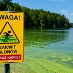 Sinice czy zwykły zakwit glonów? Sprawdź kolor, kożuch, zapach i status kąpieliska. Zobacz, kiedy nie wchodzić do jeziora i jak reagować po kontakcie z wodą.