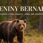 Imieniny Bernarda: 20 sierpnia. Imię, w którym mieszka niedźwiedź