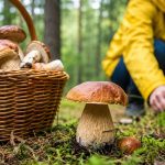 Grzybobranie 2026: sprawdź, ile dni po deszczu potrzebują grzyby, kiedy najlepiej ruszyć do lasu oraz jakie warunki sprzyjają borowikom, podgrzybkom i innym gatunkom.