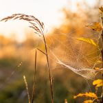 Babie lato w Polsce najczęściej przypada na październik, ale nie każdy ciepły dzień spełnia jego warunki. Sprawdź, co decyduje o zjawisku, jak działa wyż i kiedy meteorolodzy mówią o babim lecie też.
