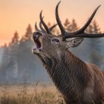 Rykowisko 2026 w Polsce – sprawdź, kiedy zaczyna się sezon godowy jeleni, kiedy słychać je najczęściej i gdzie najlepiej wybrać się na obserwację.