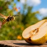 Dlaczego osy są bardziej natarczywe pod koniec lata? Sprawdź, co dzieje się z kolonią w sierpniu, czego szukają robotnice, jak ograniczyć ryzyko użądlenia i kiedy reagować przy gnieździe os w Polsce.