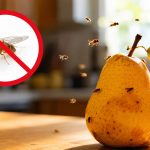 Muszki owocówki w kuchni pojawiają się latem błyskawicznie. Sprawdź, skąd się biorą, co je przyciąga, jak przerwać ich cykl rozwojowy i skutecznie usunąć je bez oprysków z kuchni krok po kroku łatwo.
