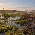 Osuszanie torfowisk uwalnia CO2, obniża retencję i niszczy siedliska. Sprawdź, ile węgla magazynują mokradła, jakie są skutki odwodnienia i dlaczego renaturyzacja ma znaczenie dla Polski i Europy UE.