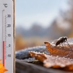 Przy jakiej temperaturze owady przestają być aktywne? Sprawdzamy progi dla komarów, much, osy, pszczół i motyli oraz wyjaśniamy, dlaczego chłodne noce nie kończą ich lotów od razu jesienią po zmroku.