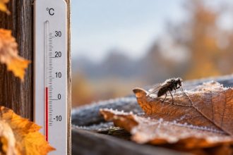 Przy jakiej temperaturze owady przestają być aktywne? Sprawdzamy progi dla komarów, much, osy, pszczół i motyli oraz wyjaśniamy, dlaczego chłodne noce nie kończą ich lotów od razu jesienią po zmroku.