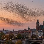 Ptaki zbierają się w duże stada nad polskimi miastami przed jesienną migracją. Wyjaśniamy zachowanie szpaków, gawronów i kawek, wspólne noclegi, murmuracje i terminy przelotów w Polsce.