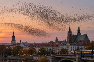 Ptaki zbierają się w duże stada nad polskimi miastami przed jesienną migracją. Wyjaśniamy zachowanie szpaków, gawronów i kawek, wspólne noclegi, murmuracje i terminy przelotów w Polsce.