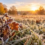 Pierwsze przymrozki w Polsce pojawiają się najpóźniej nad Bałtykiem. Sprawdzamy Hel, Świnoujście, Suwałki i inne regiony oraz wyjaśniamy, dlaczego wybrzeże chłodzi się jesienią wolniej nocą.
